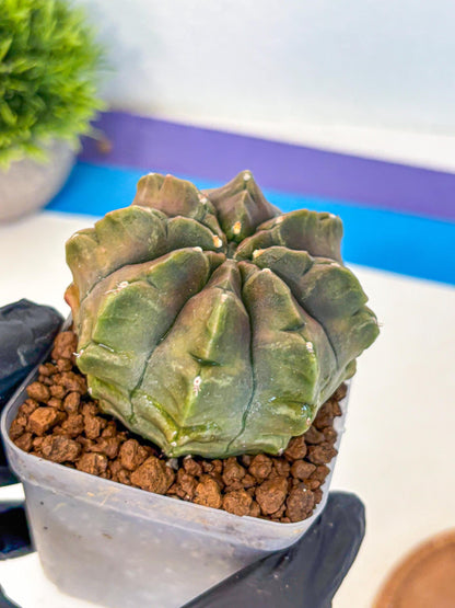 Gymnocalycium Aas DayDream (gy21) (16) | Rare Hybrids