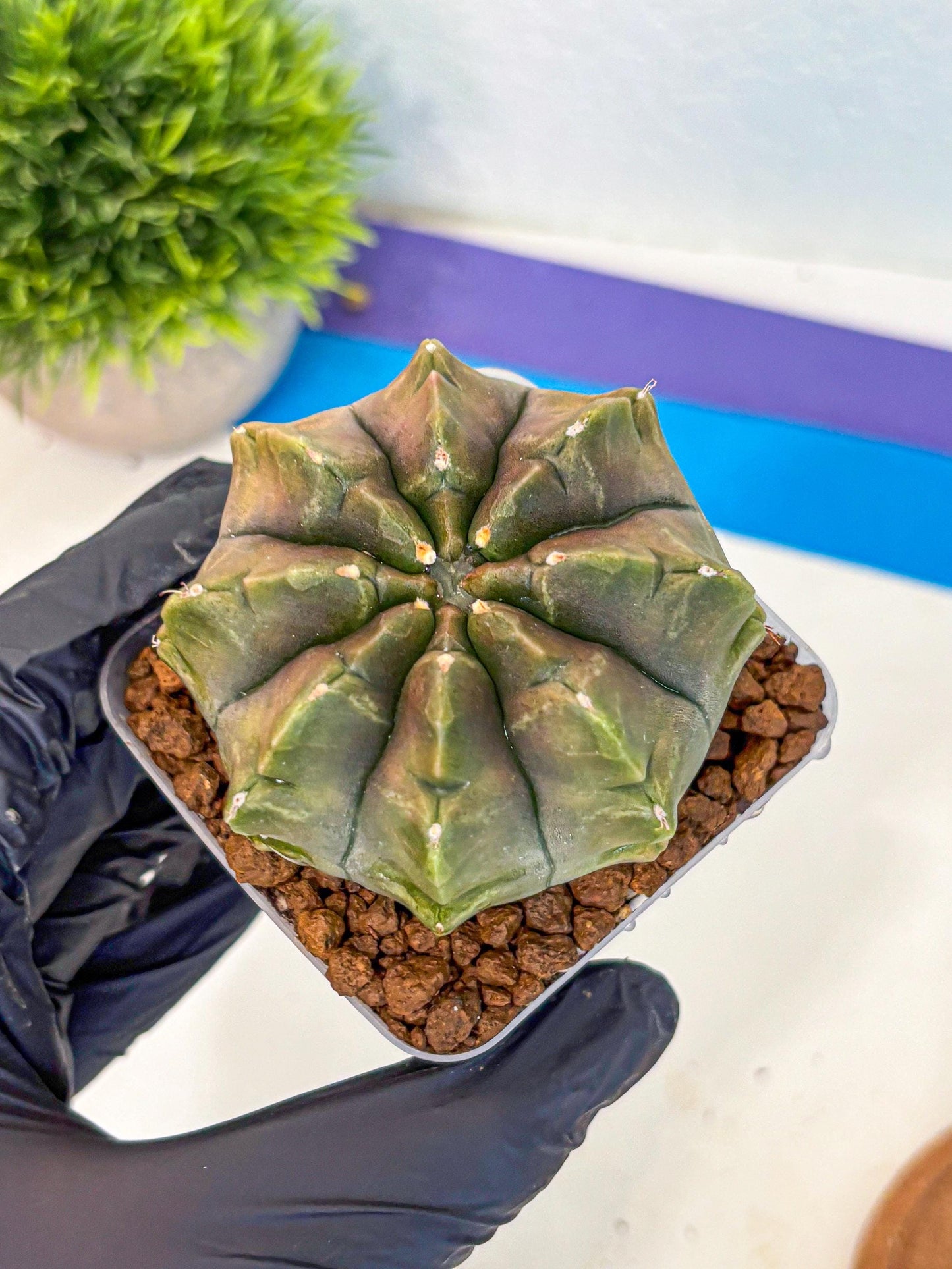 Gymnocalycium Aas DayDream (gy21) (16) | Rare Hybrids