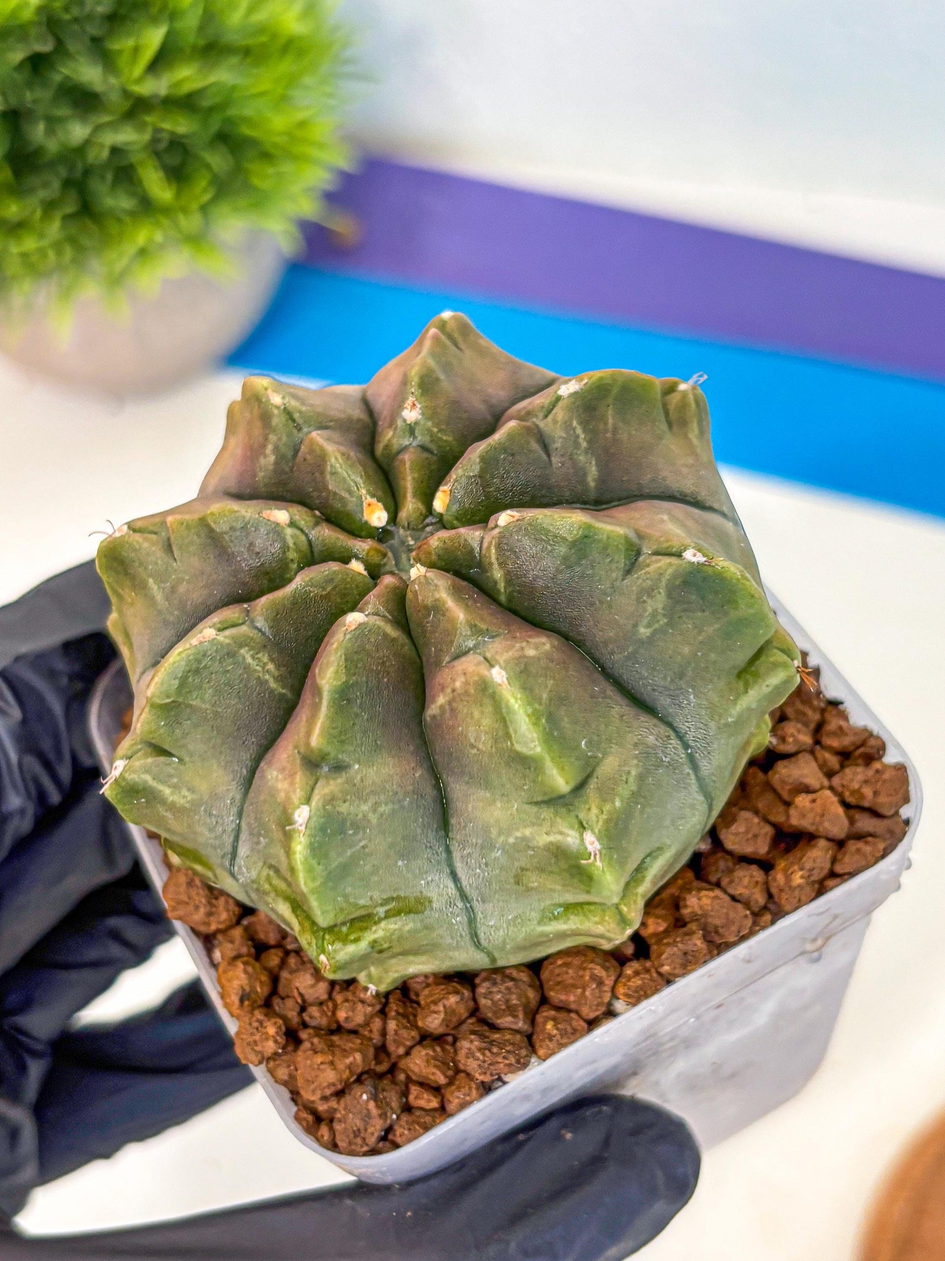 Gymnocalycium Aas DayDream (gy21) (16) | Rare Hybrids