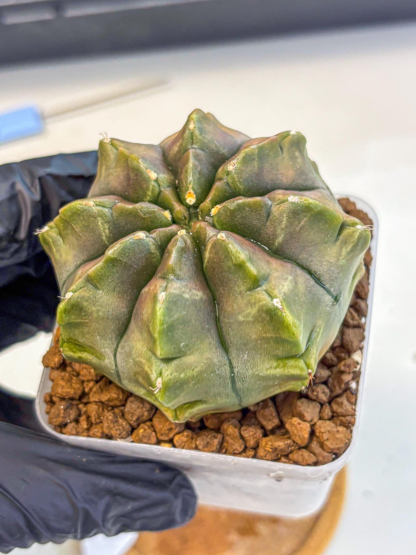 Gymnocalycium Aas DayDream (gy21) (16) | Rare Hybrids