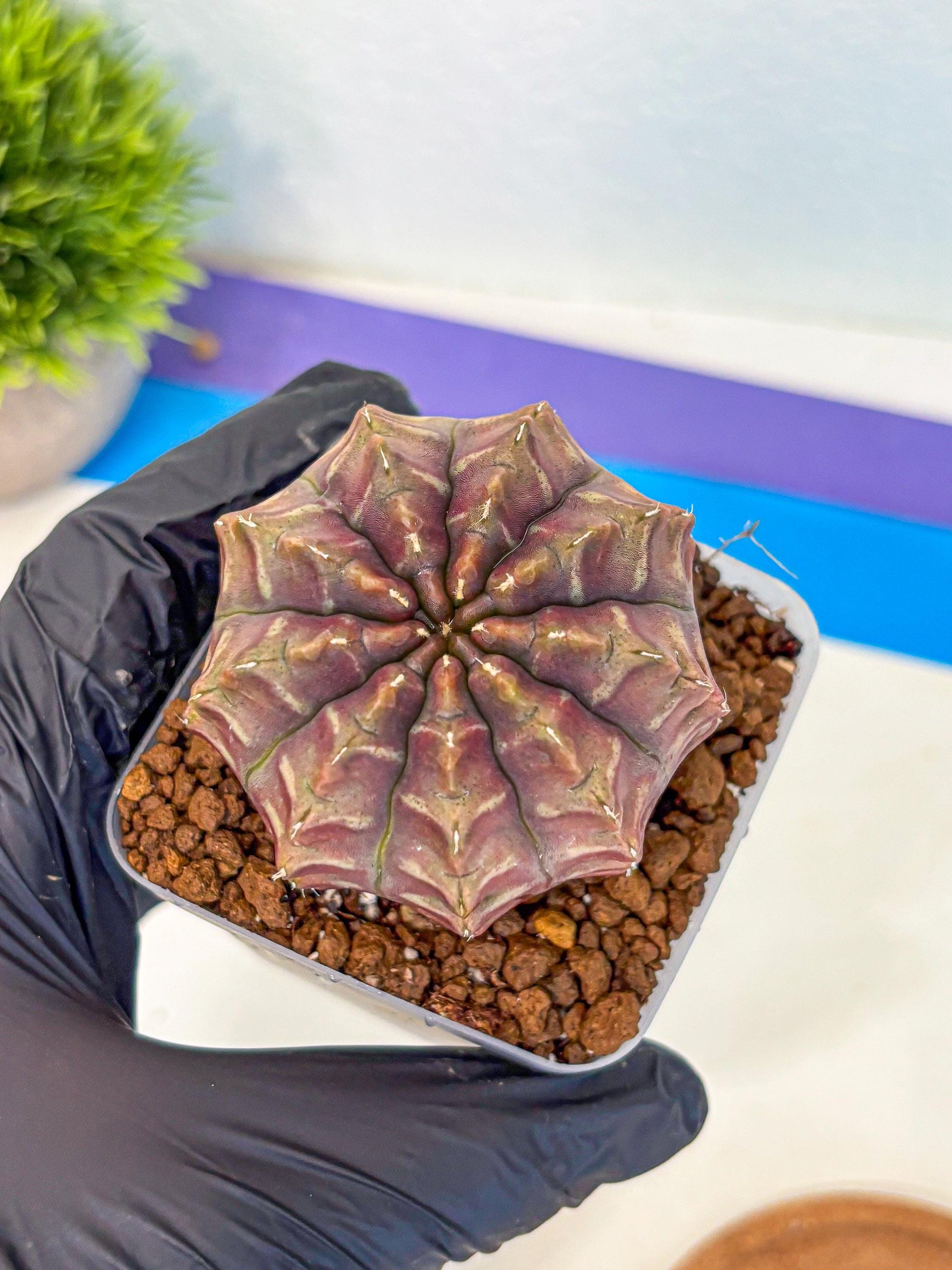 Gymnocalycium Aas DayDream (gy21) (15) | Rare Hybrids