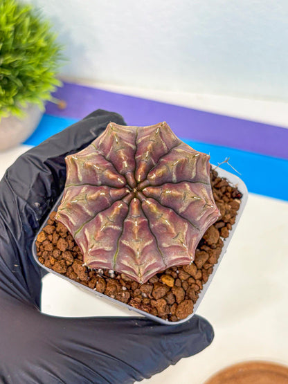 Gymnocalycium Aas DayDream (gy21) (15) | Rare Hybrids