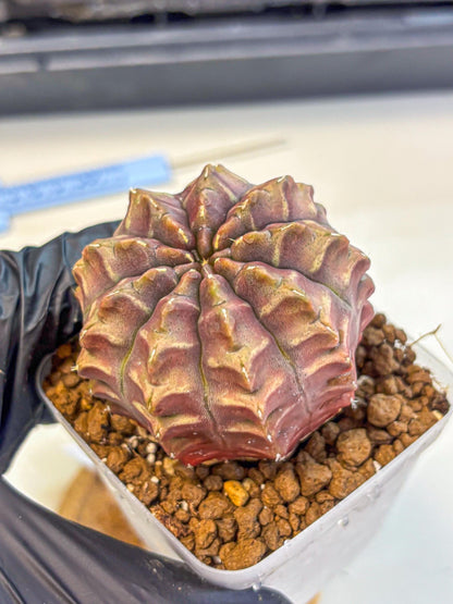Gymnocalycium Aas DayDream (gy21) (15) | Rare Hybrids