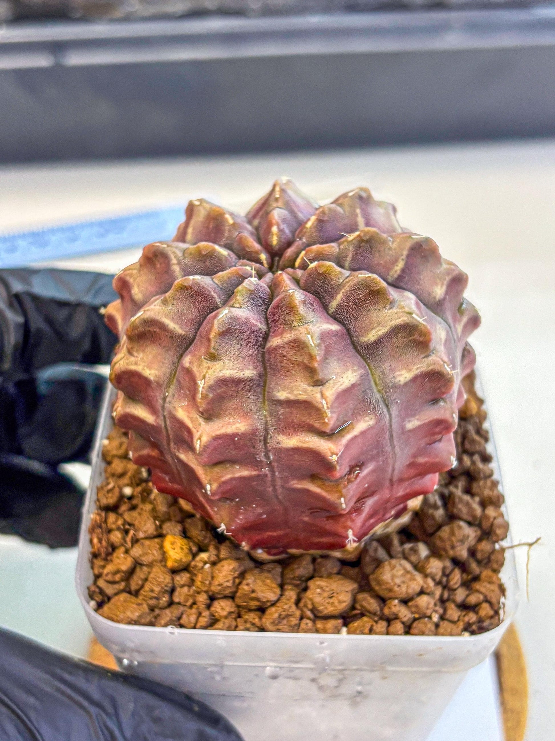 Gymnocalycium Aas DayDream (gy21) (15) | Rare Hybrids