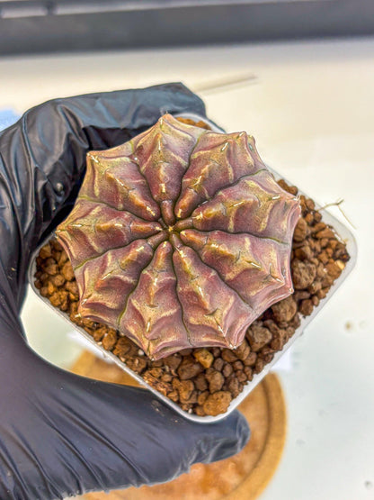 Gymnocalycium Aas DayDream (gy21) (15) | Rare Hybrids