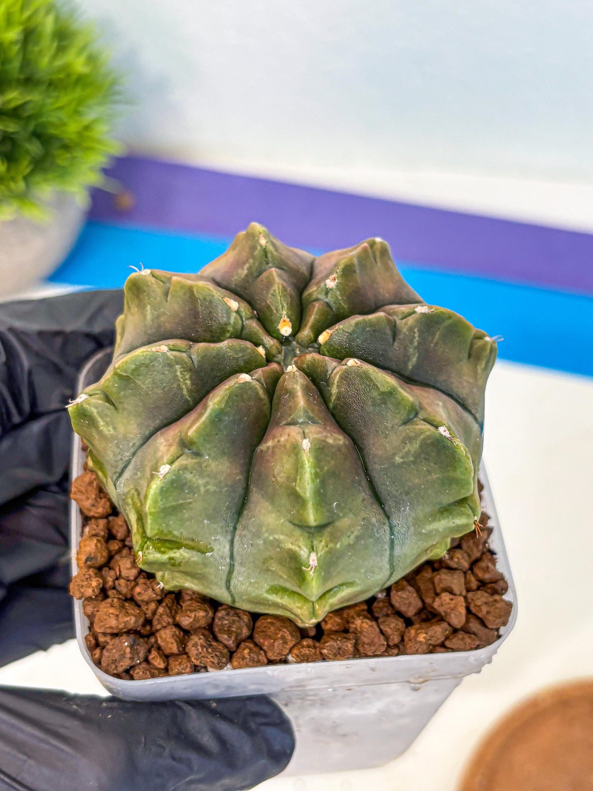 Gymnocalycium Aas DayDream (gy21) (16) | Rare Hybrids