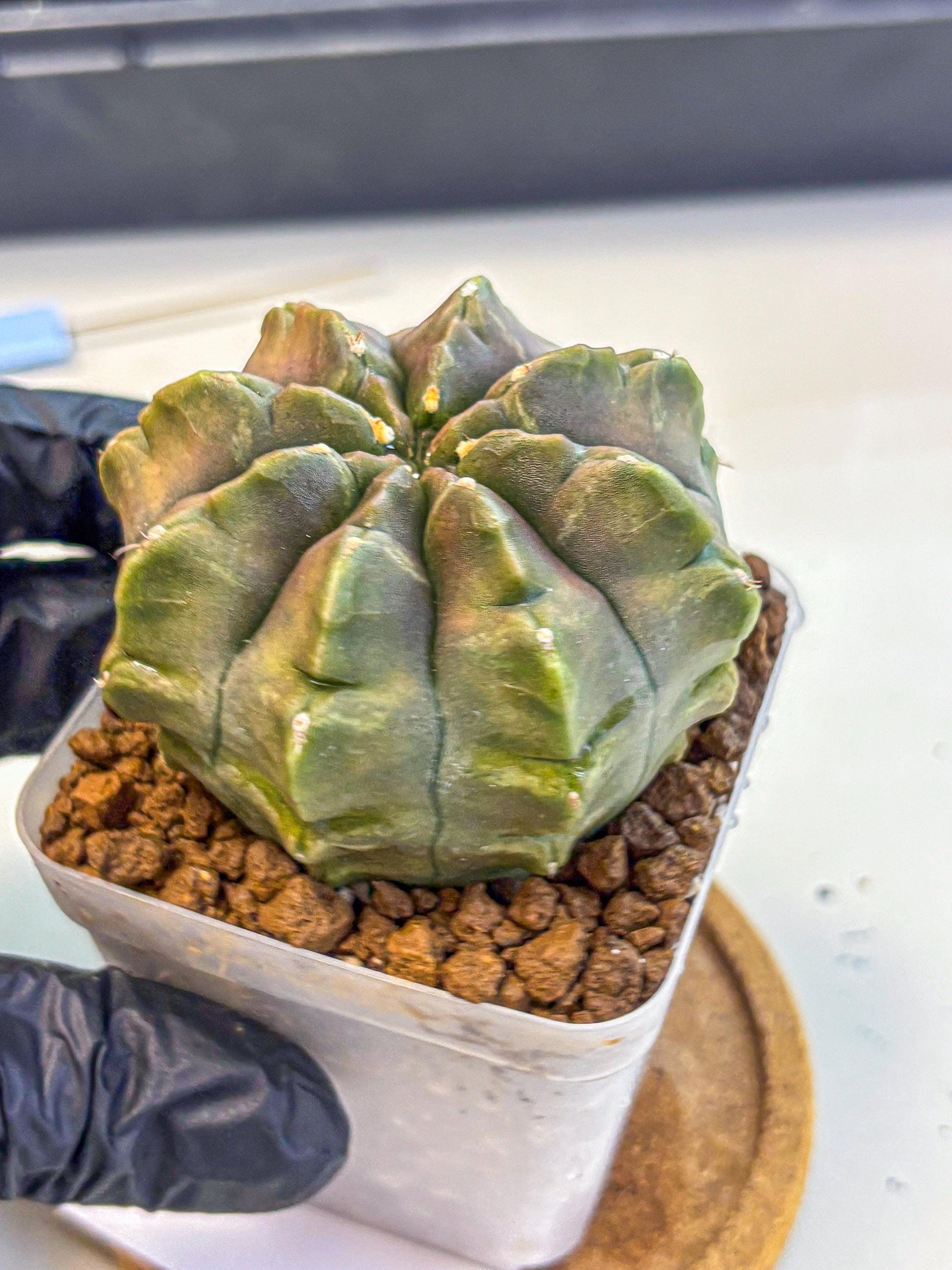 Gymnocalycium Aas DayDream (gy21) (16) | Rare Hybrids