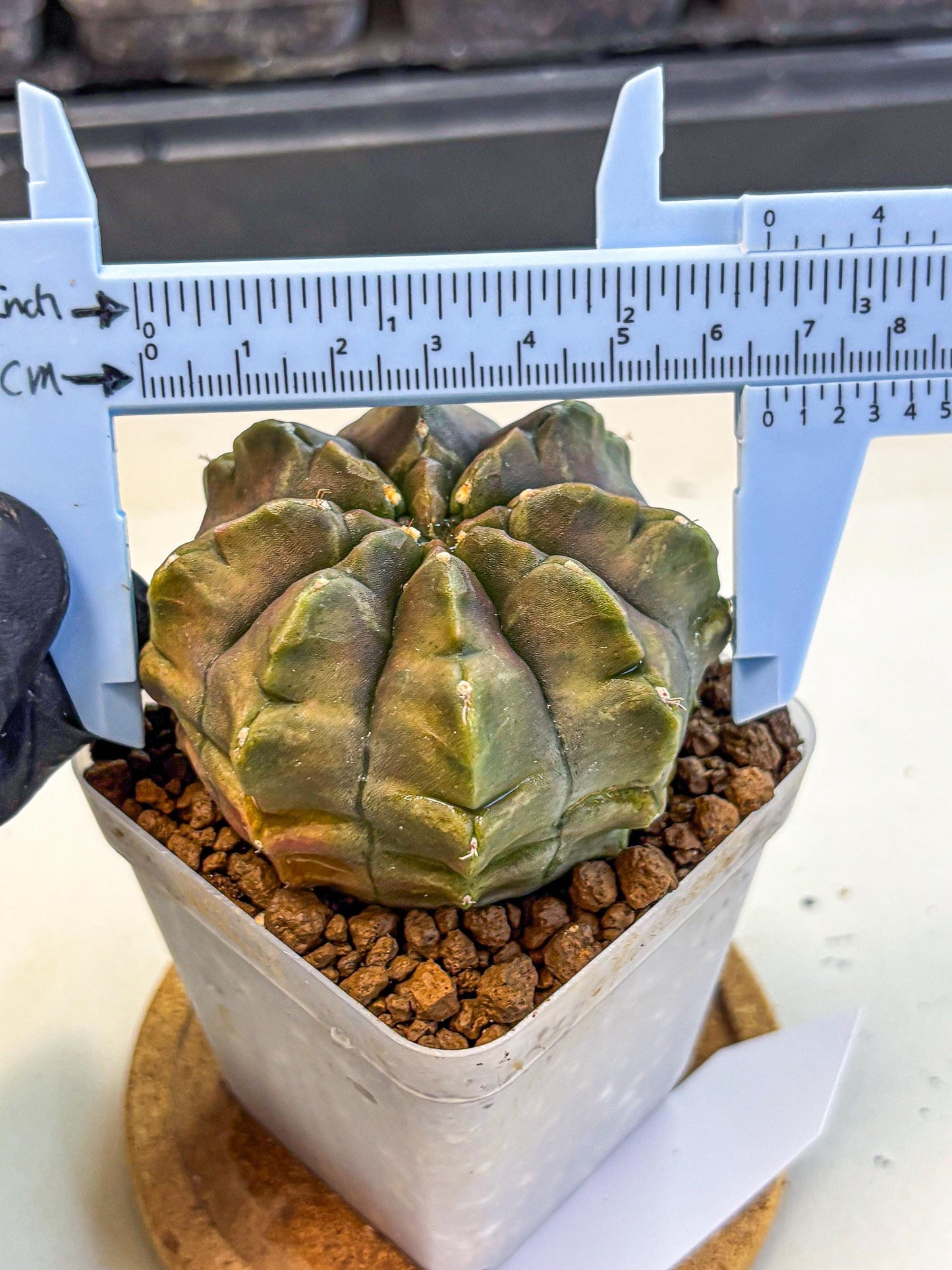 Gymnocalycium Aas DayDream (gy21) (16) | Rare Hybrids