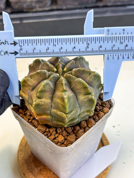 Gymnocalycium Aas DayDream (gy21) (16) | Rare Hybrids