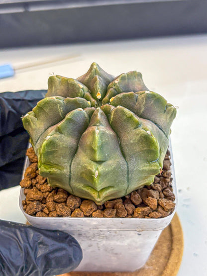 Gymnocalycium Aas DayDream (gy21) (16) | Rare Hybrids