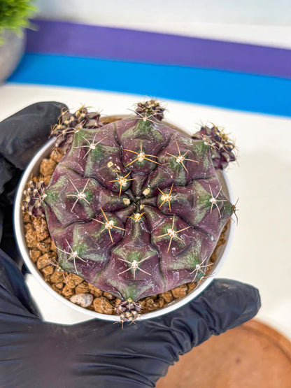 Gymnocalycium Mochi (gy19) (yy) | Variegated cactus