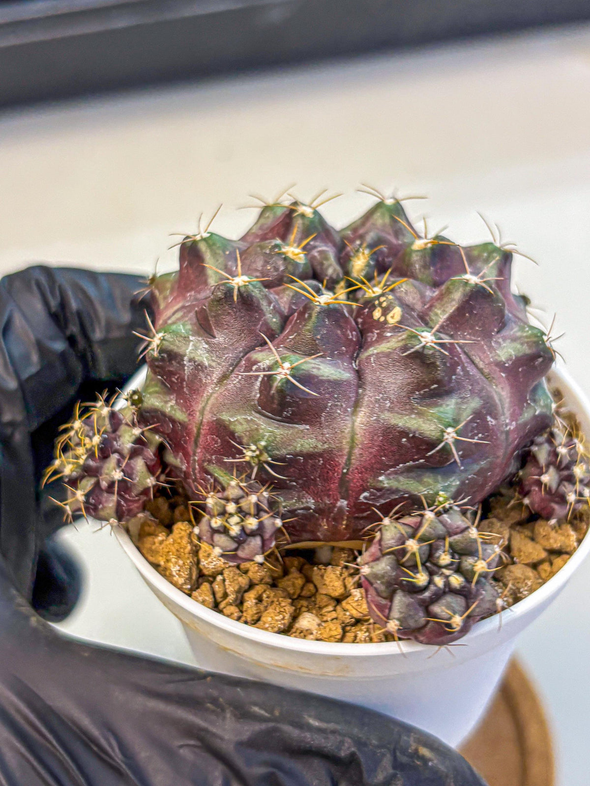 Gymnocalycium Mochi (gy19) (yy) | Variegated cactus