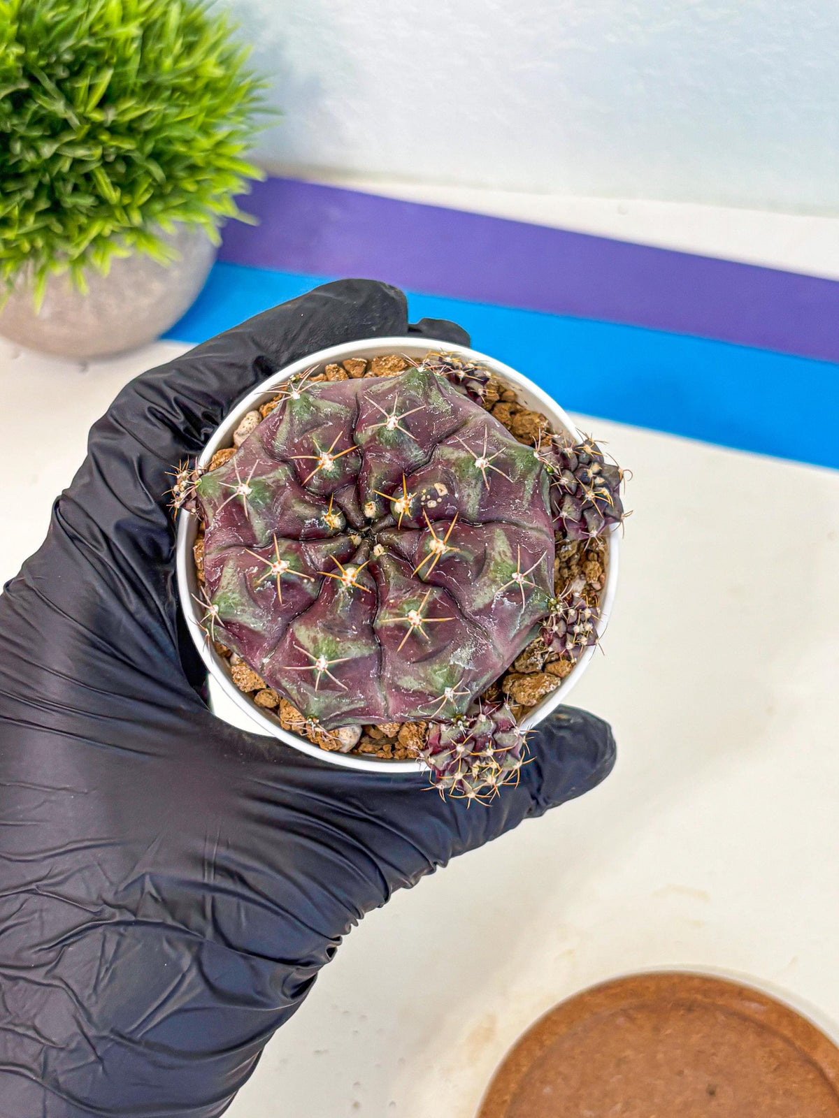 Gymnocalycium Mochi (gy19) (yy) | Variegated cactus