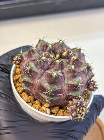 Gymnocalycium Mochi (gy19) (yy) | Variegated cactus