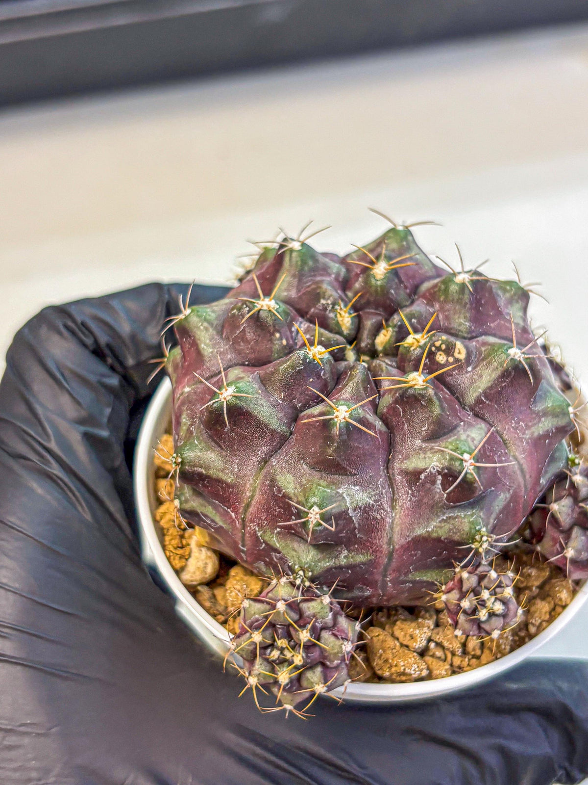 Gymnocalycium Mochi (gy19) (yy) | Variegated cactus