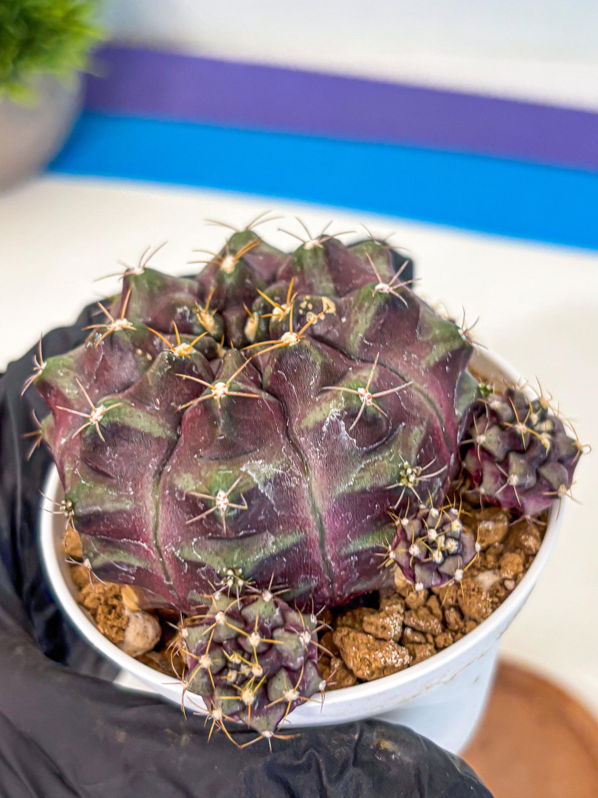 Gymnocalycium Mochi (gy19) (yy) | Variegated cactus