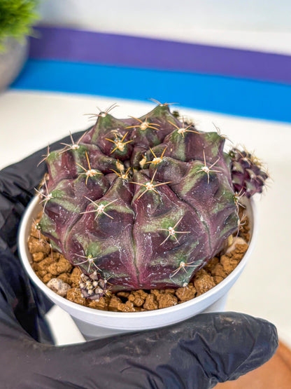 Gymnocalycium Mochi (gy19) (yy) | Variegated cactus