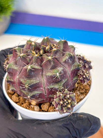 Gymnocalycium Mochi (gy19) (yy) | Variegated cactus