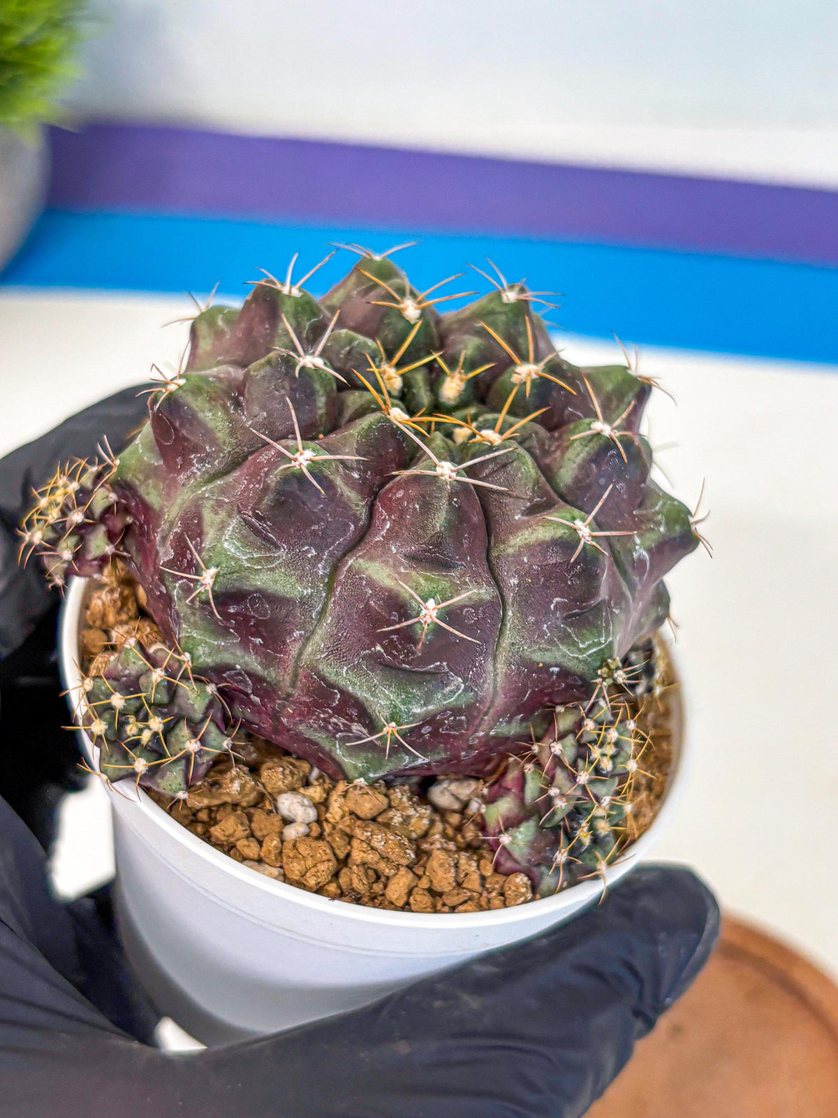 Gymnocalycium Mochi (gy19) (rr) | Variegated cactus