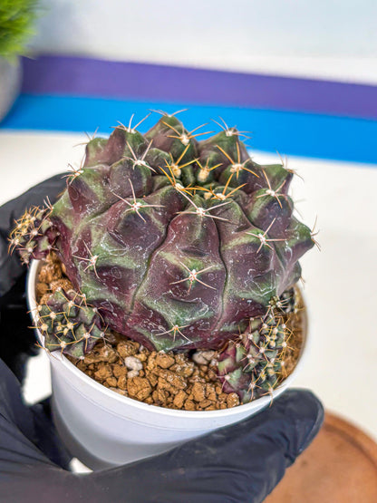 Gymnocalycium Mochi (gy19) (rr) | Variegated cactus