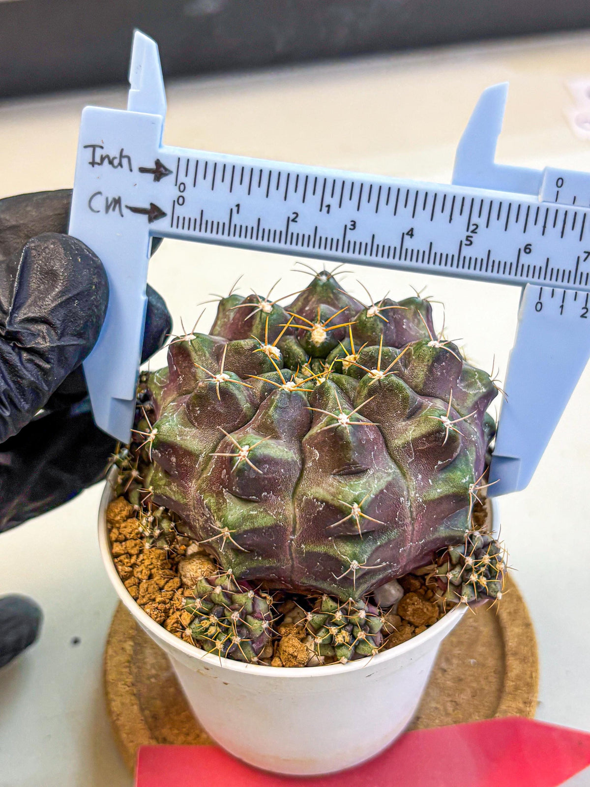 Gymnocalycium Mochi (gy19) (rr) | Variegated cactus