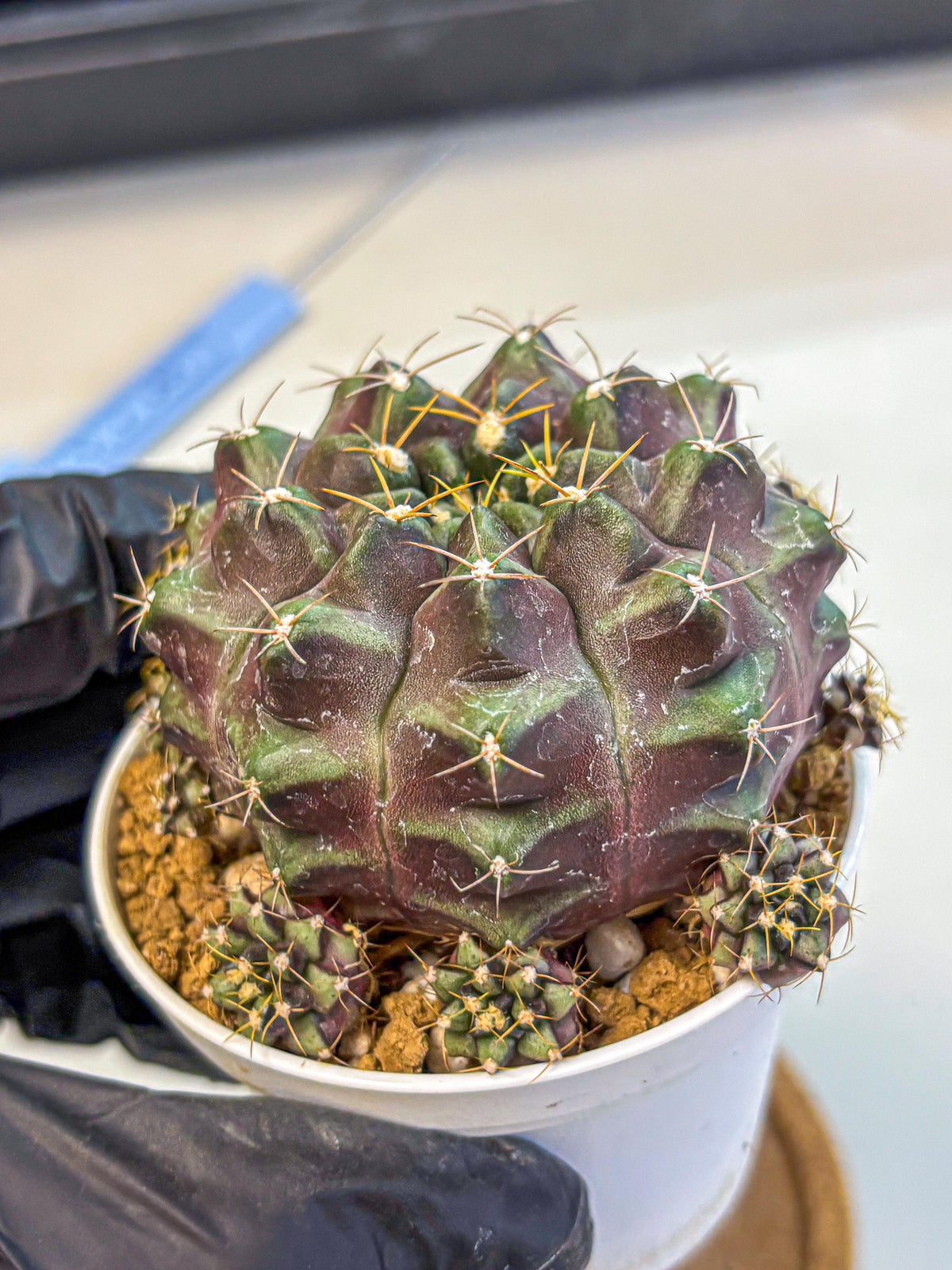 Gymnocalycium Mochi (gy19) (rr) | Variegated cactus