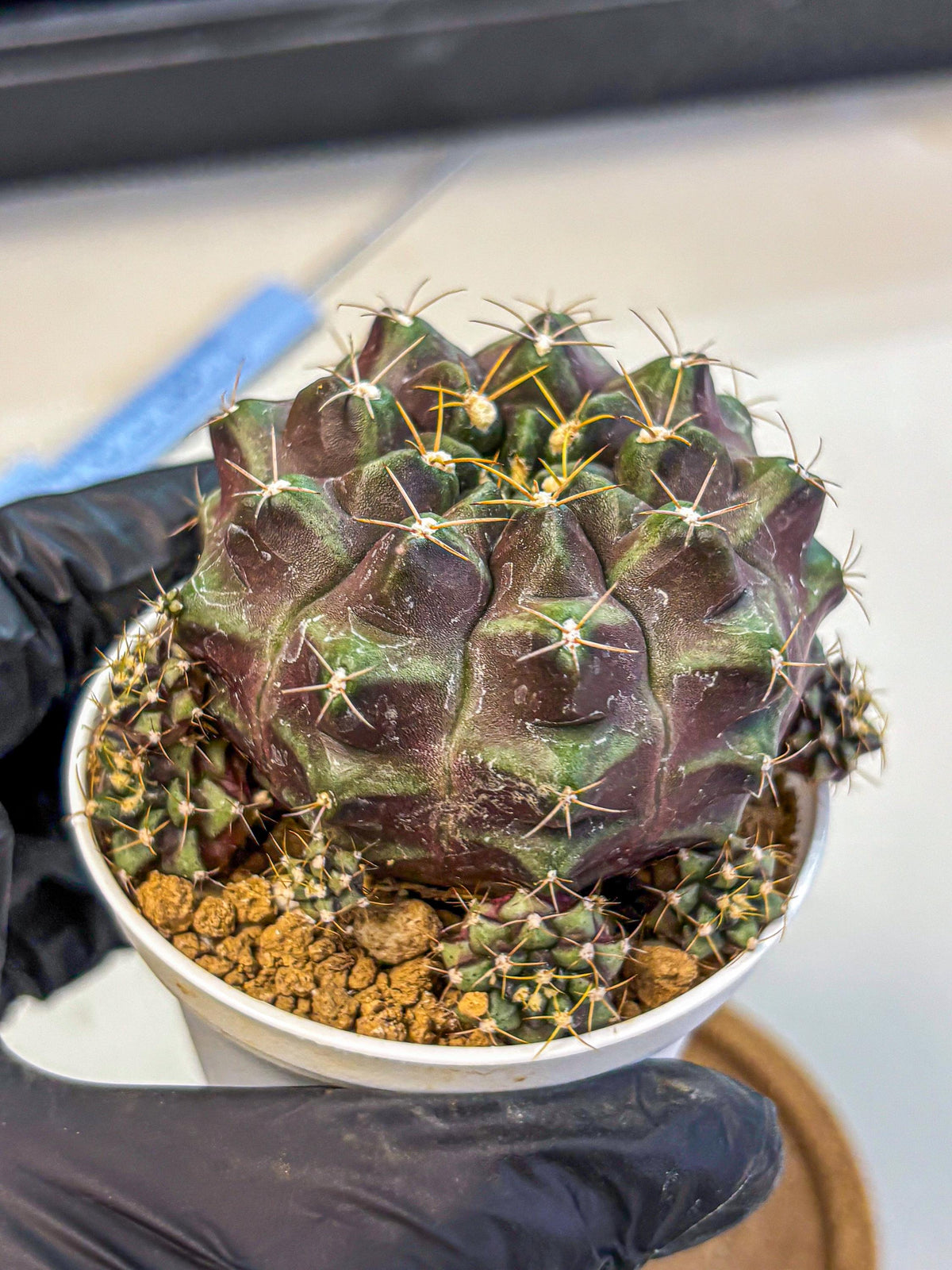 Gymnocalycium Mochi (gy19) (rr) | Variegated cactus