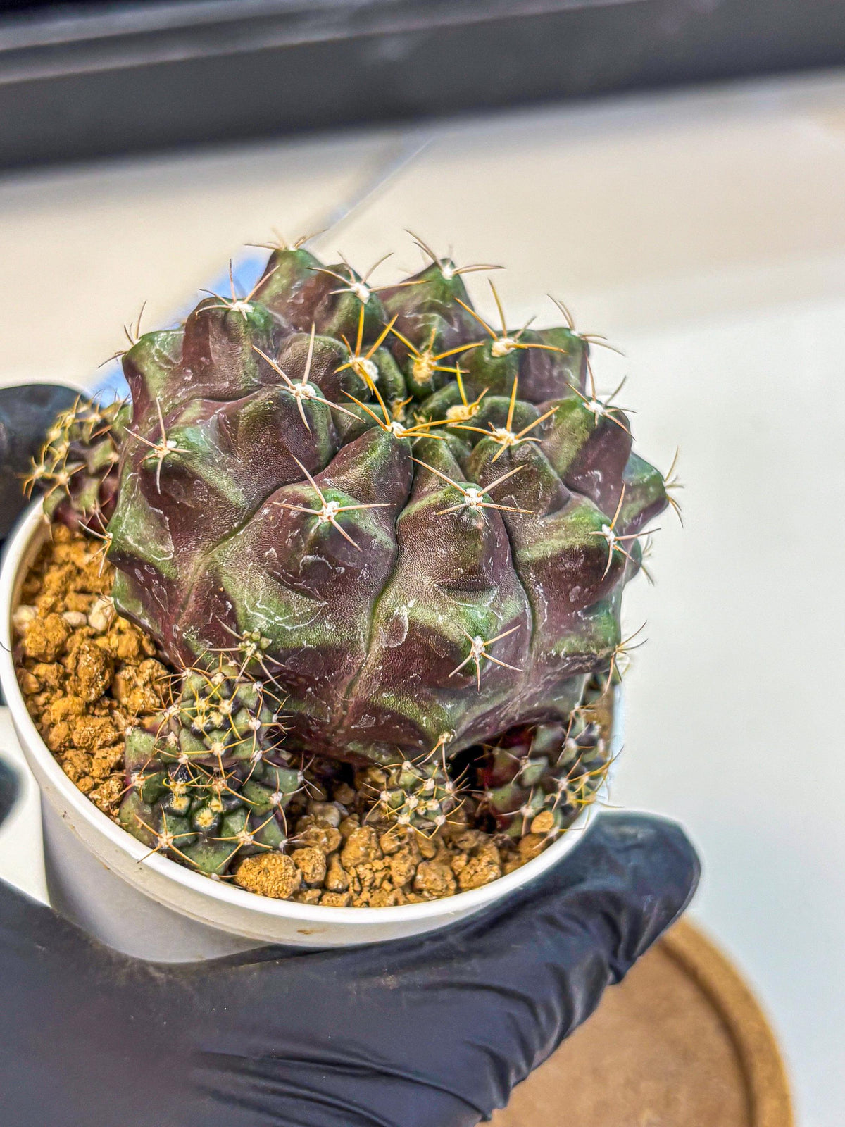 Gymnocalycium Mochi (gy19) (rr) | Variegated cactus