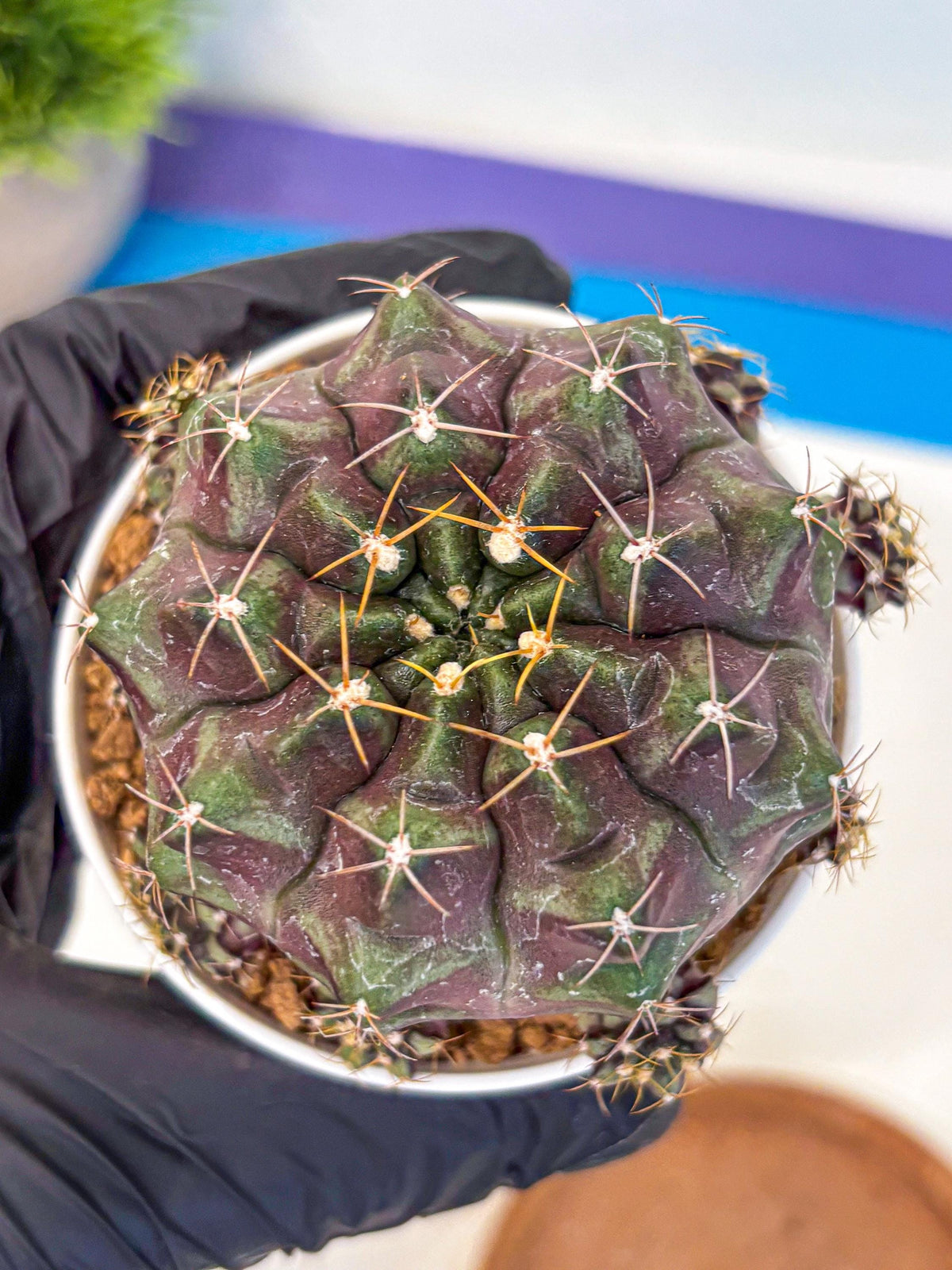 Gymnocalycium Mochi (gy19) (rr) | Variegated cactus