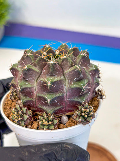 Gymnocalycium Mochi (gy19) (rr) | Variegated cactus