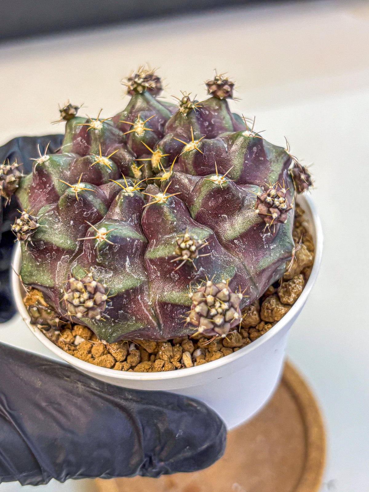 Gymnocalycium Mochi (gy19) (bb) | Variegated cactus