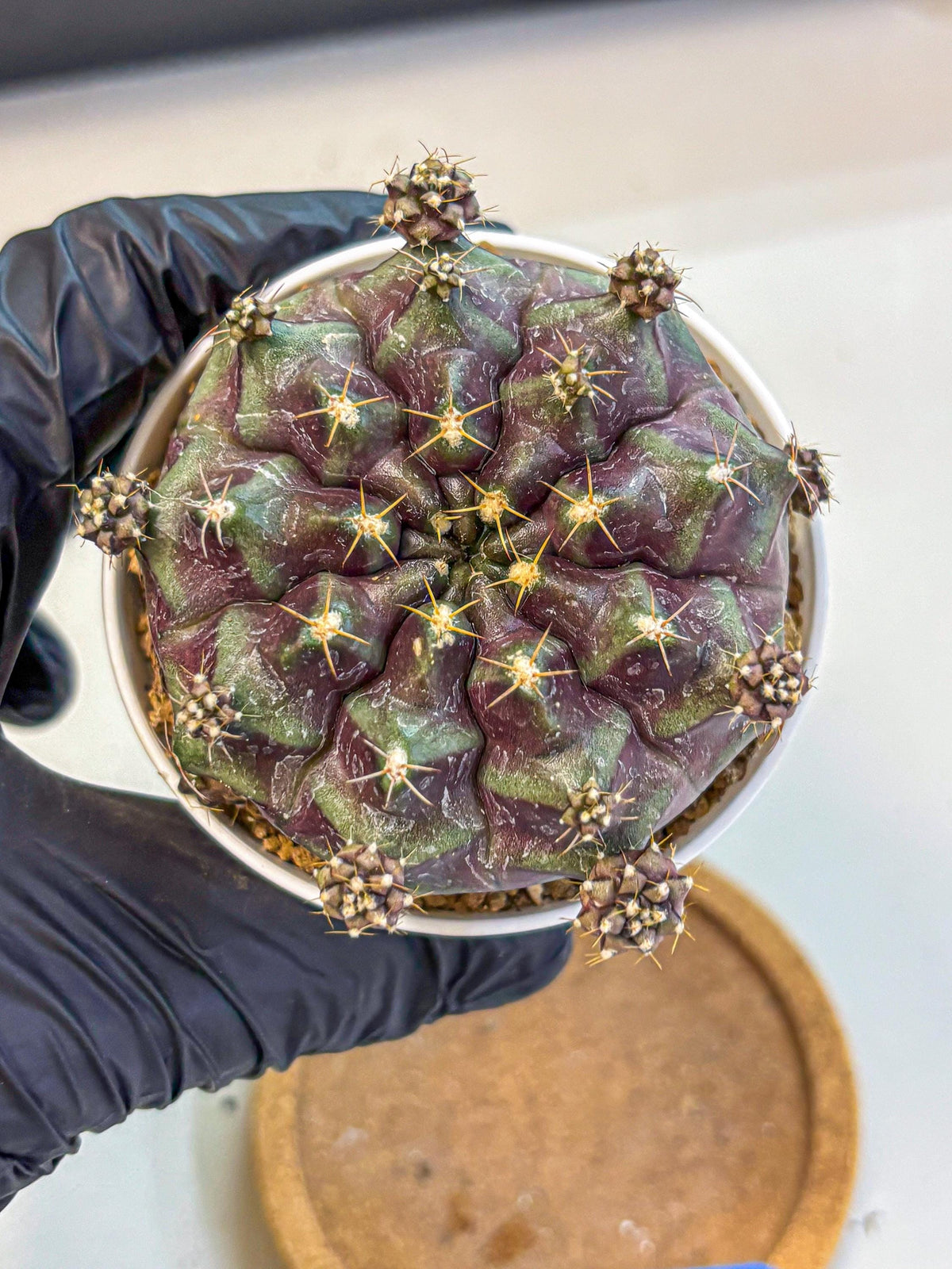Gymnocalycium Mochi (gy19) (bb) | Variegated cactus