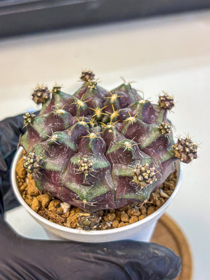 Gymnocalycium Mochi (gy19) (bb) | Variegated cactus