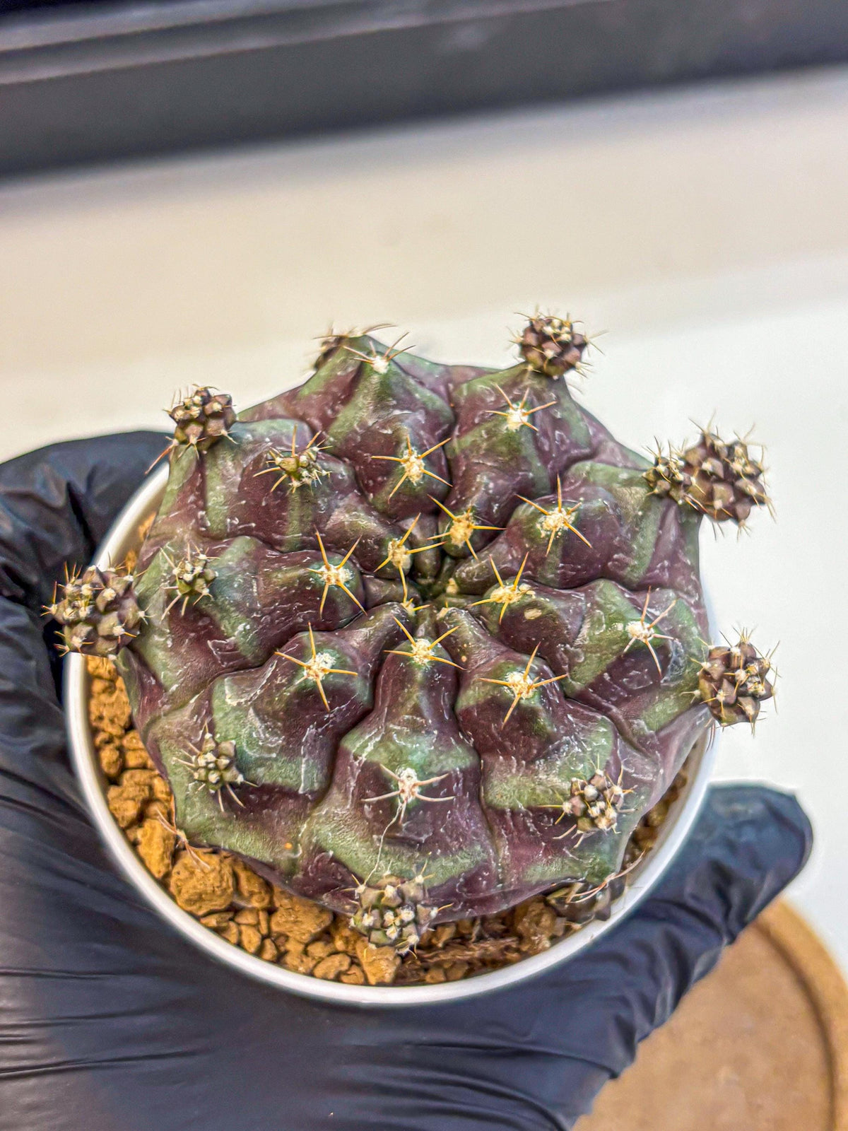 Gymnocalycium Mochi (gy19) (bb) | Variegated cactus