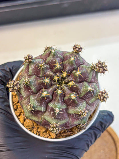 Gymnocalycium Mochi (gy19) (bb) | Variegated cactus