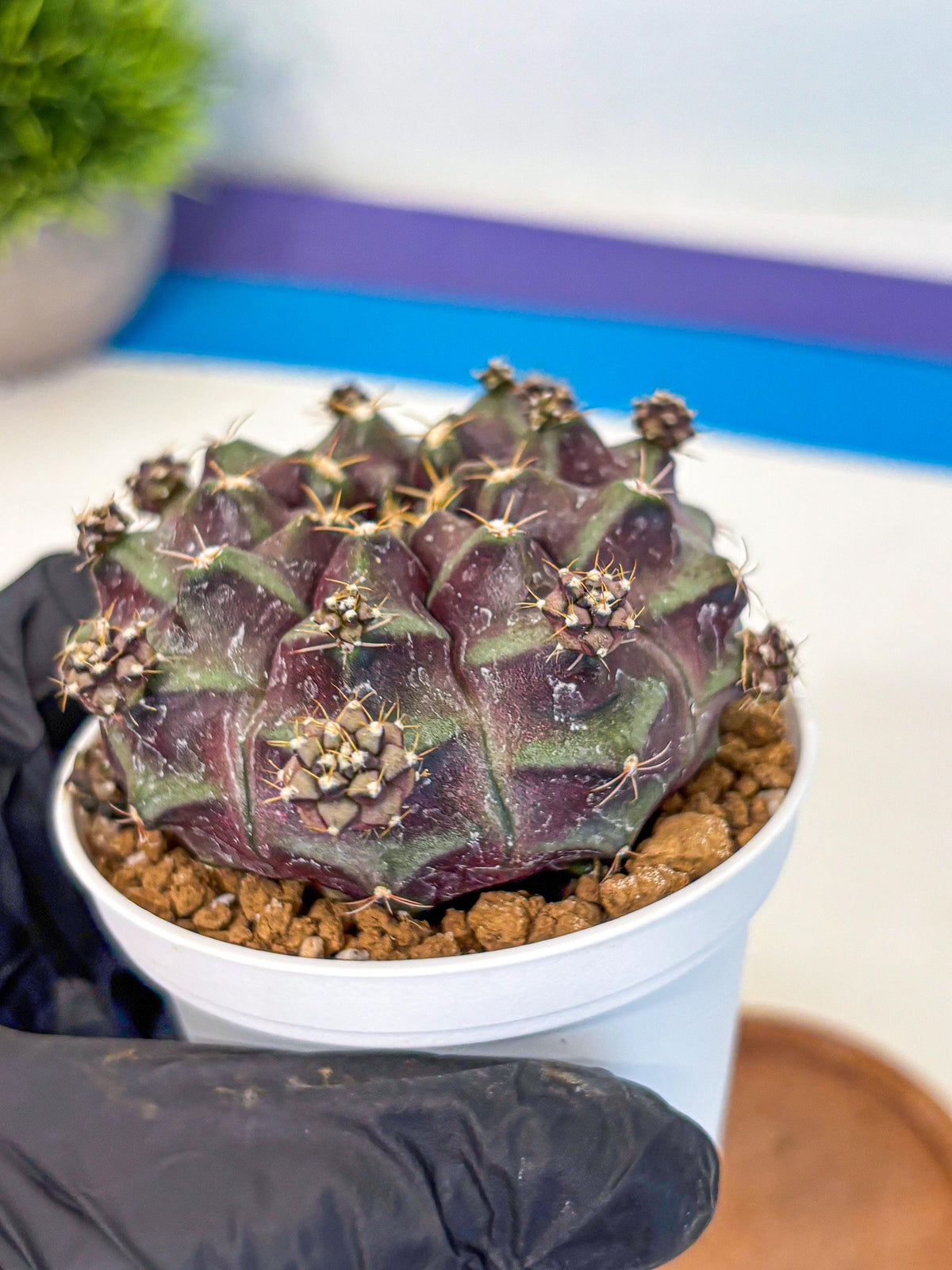 Gymnocalycium Mochi (gy19) (bb) | Variegated cactus
