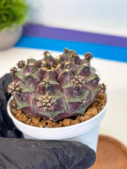 Gymnocalycium Mochi (gy19) (bb) | Variegated cactus