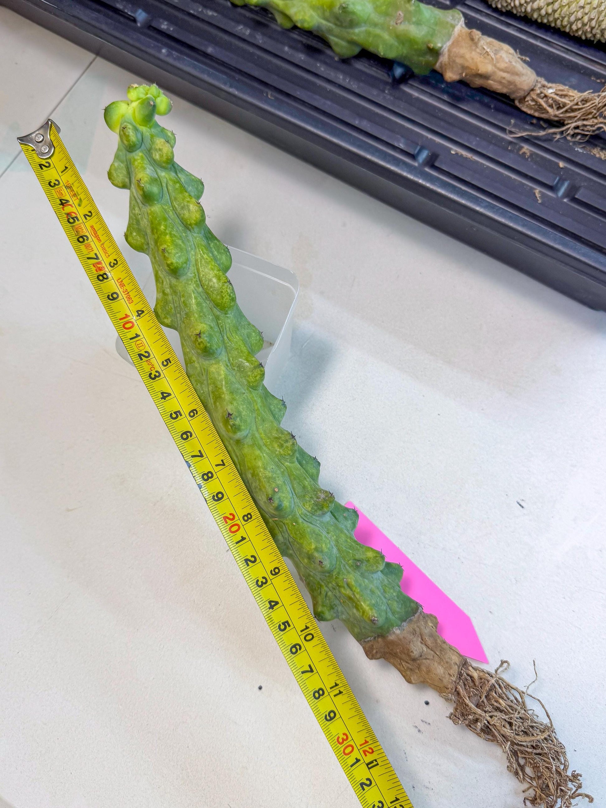 Boobie Cactus (pp) | Myrtillocactus geometrizans