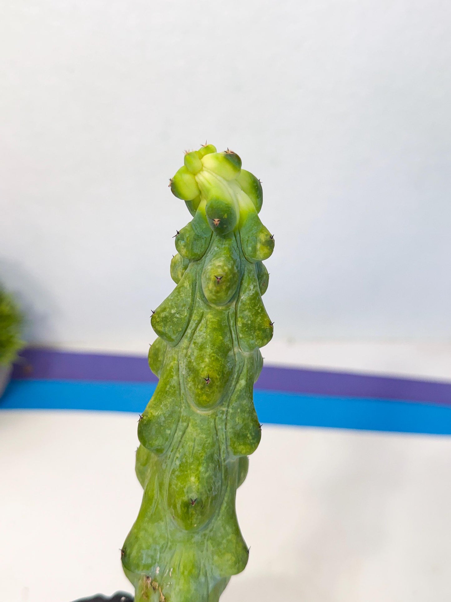 Boobie Cactus (pp) | Myrtillocactus geometrizans
