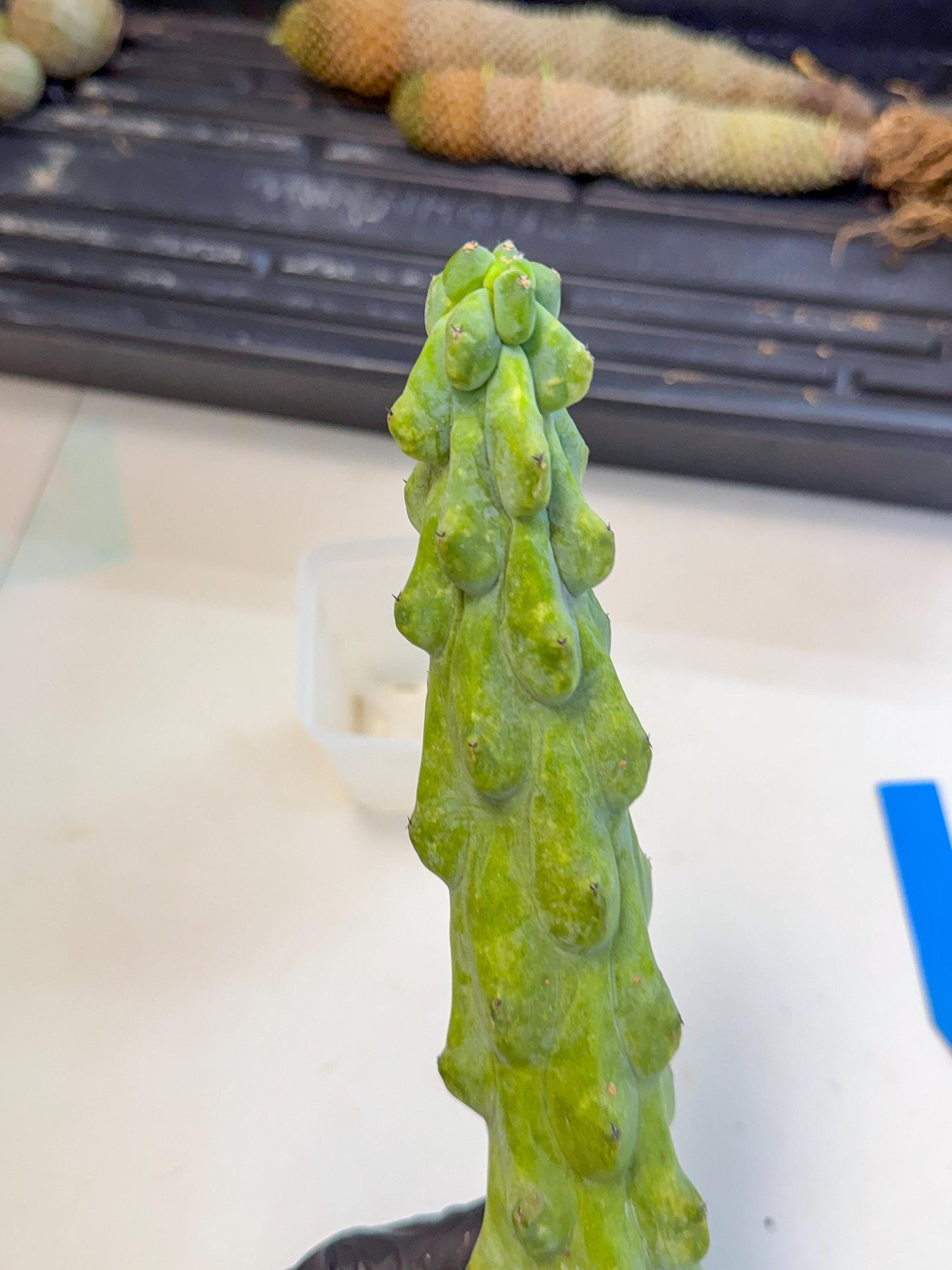 Boobie Cactus (bb) | Myrtillocactus geometrizans