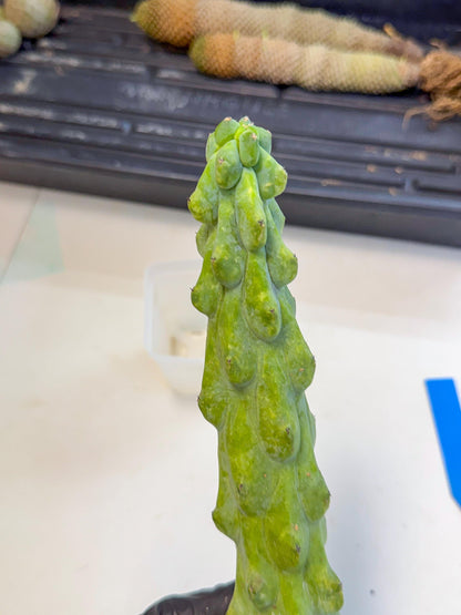 Boobie Cactus (bb) | Myrtillocactus geometrizans