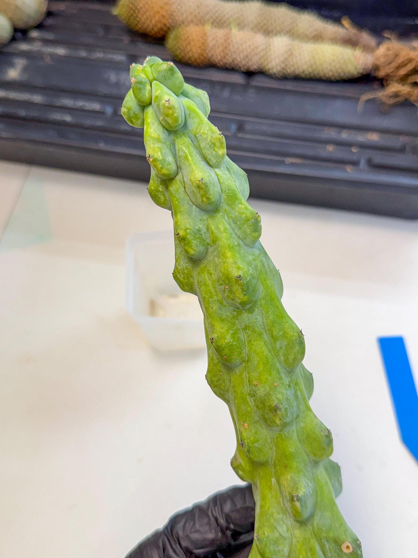 Boobie Cactus (bb) | Myrtillocactus geometrizans