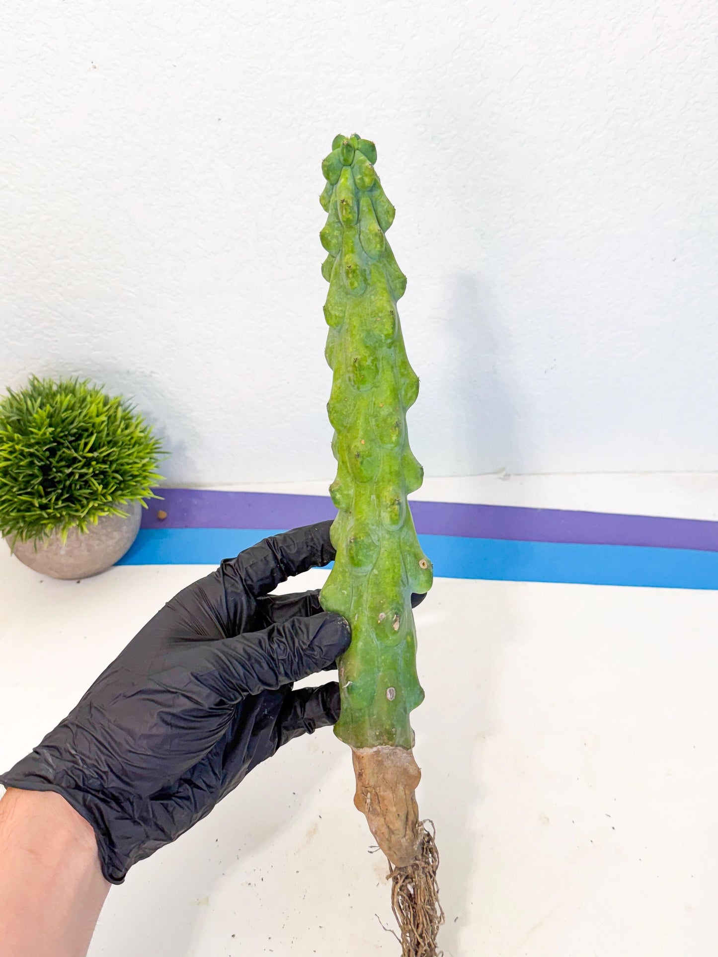 Boobie Cactus (bb) | Myrtillocactus geometrizans