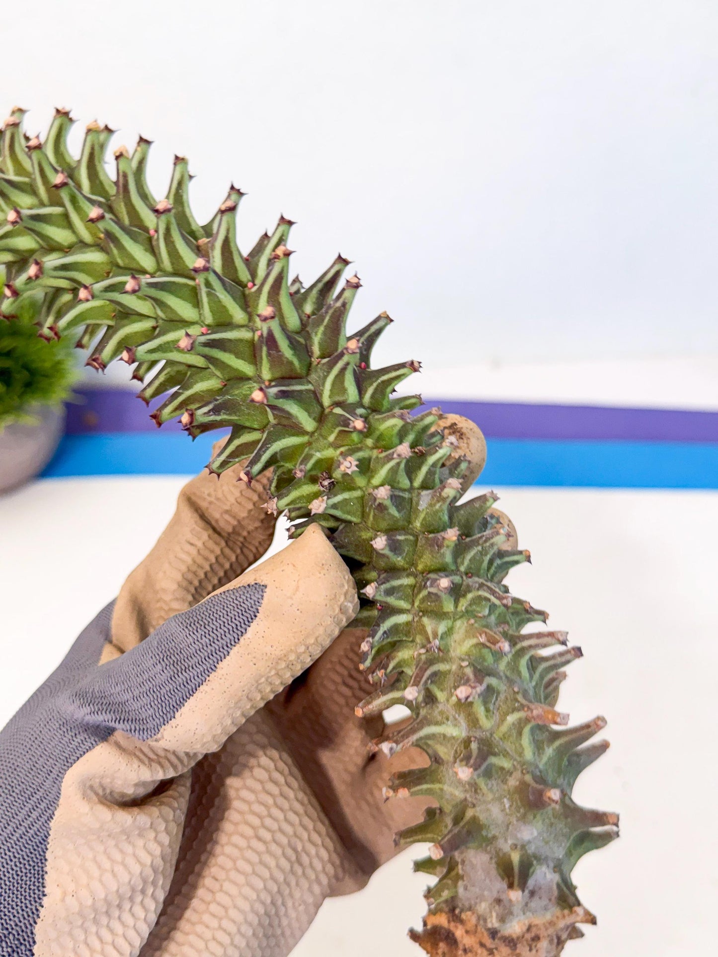 Monadenium Guentheri (15) | Rare Plants
