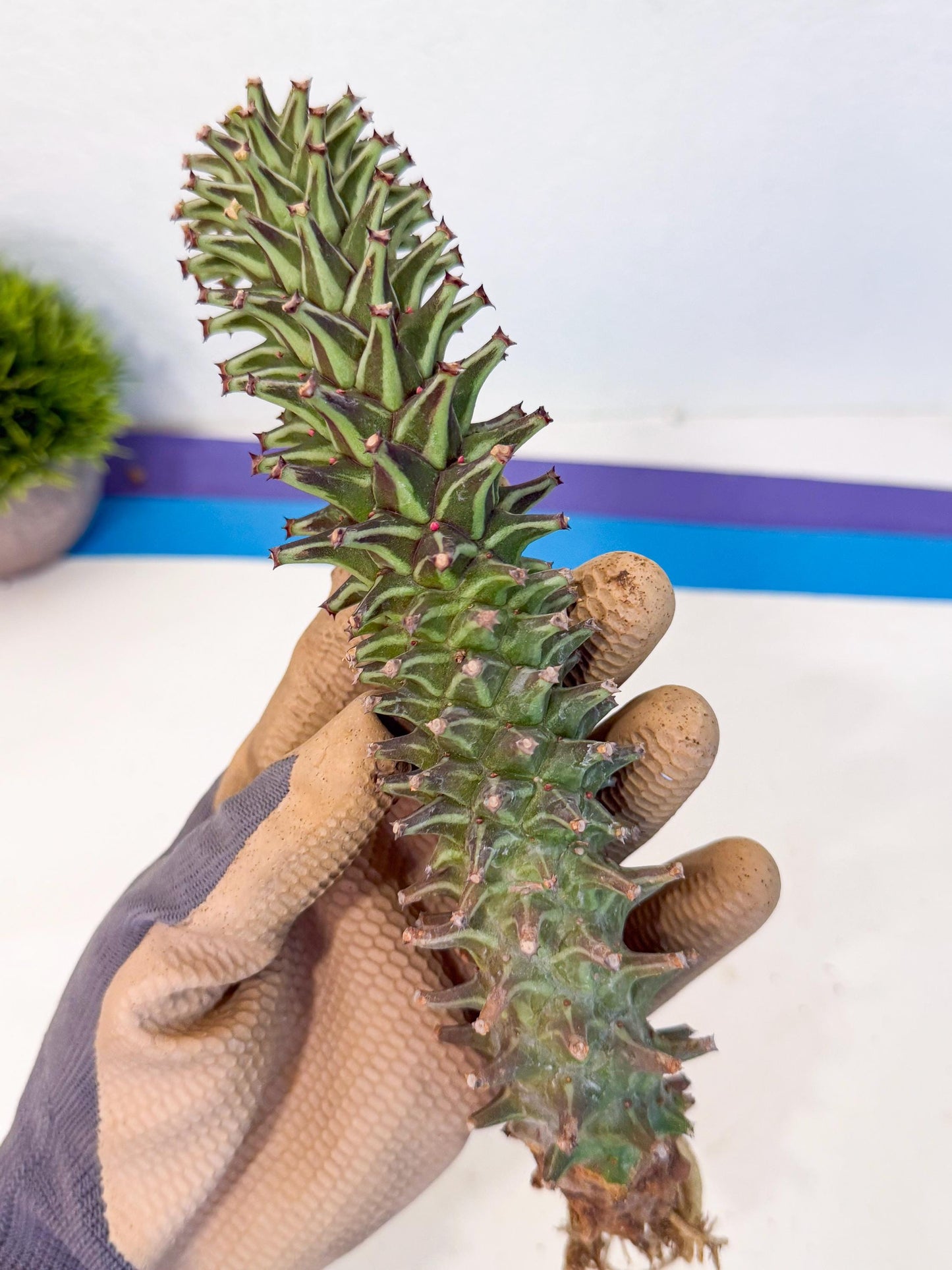 Monadenium Guentheri (15) | Rare Plants