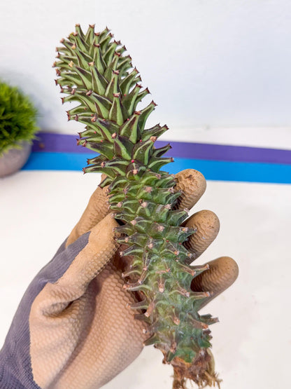 Monadenium Guentheri (15) | Rare Plants