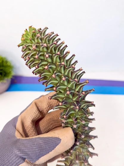 Monadenium Guentheri (15) | Rare Plants