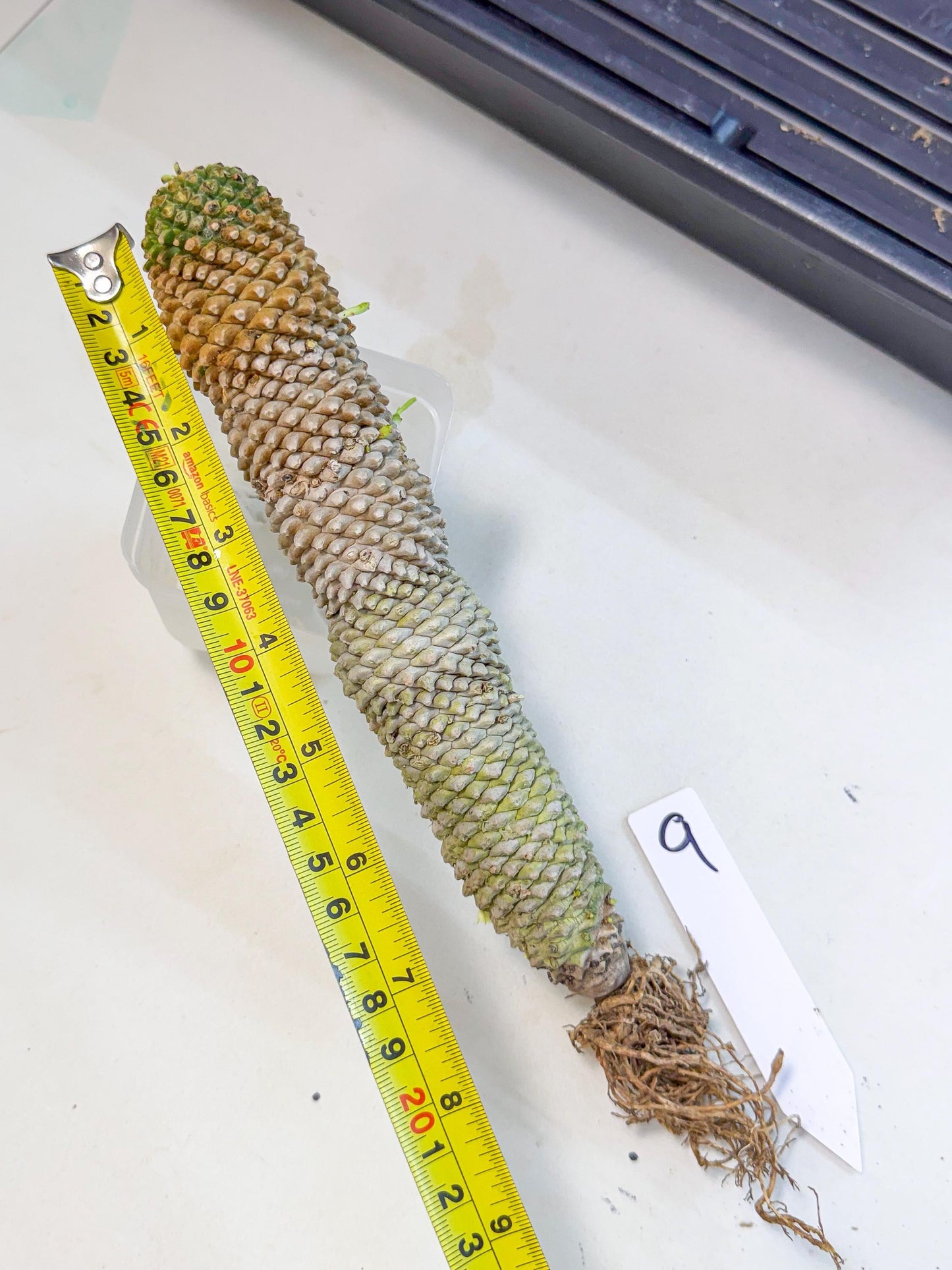 Euphorb Kaimagyoku/ Hypogaea (09) | Rare Plant