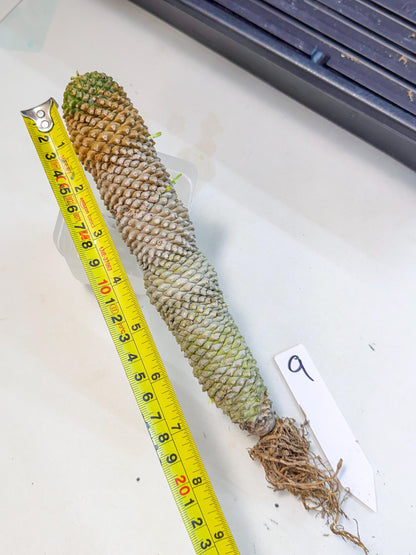 Euphorb Kaimagyoku/ Hypogaea (09) | Rare Plant