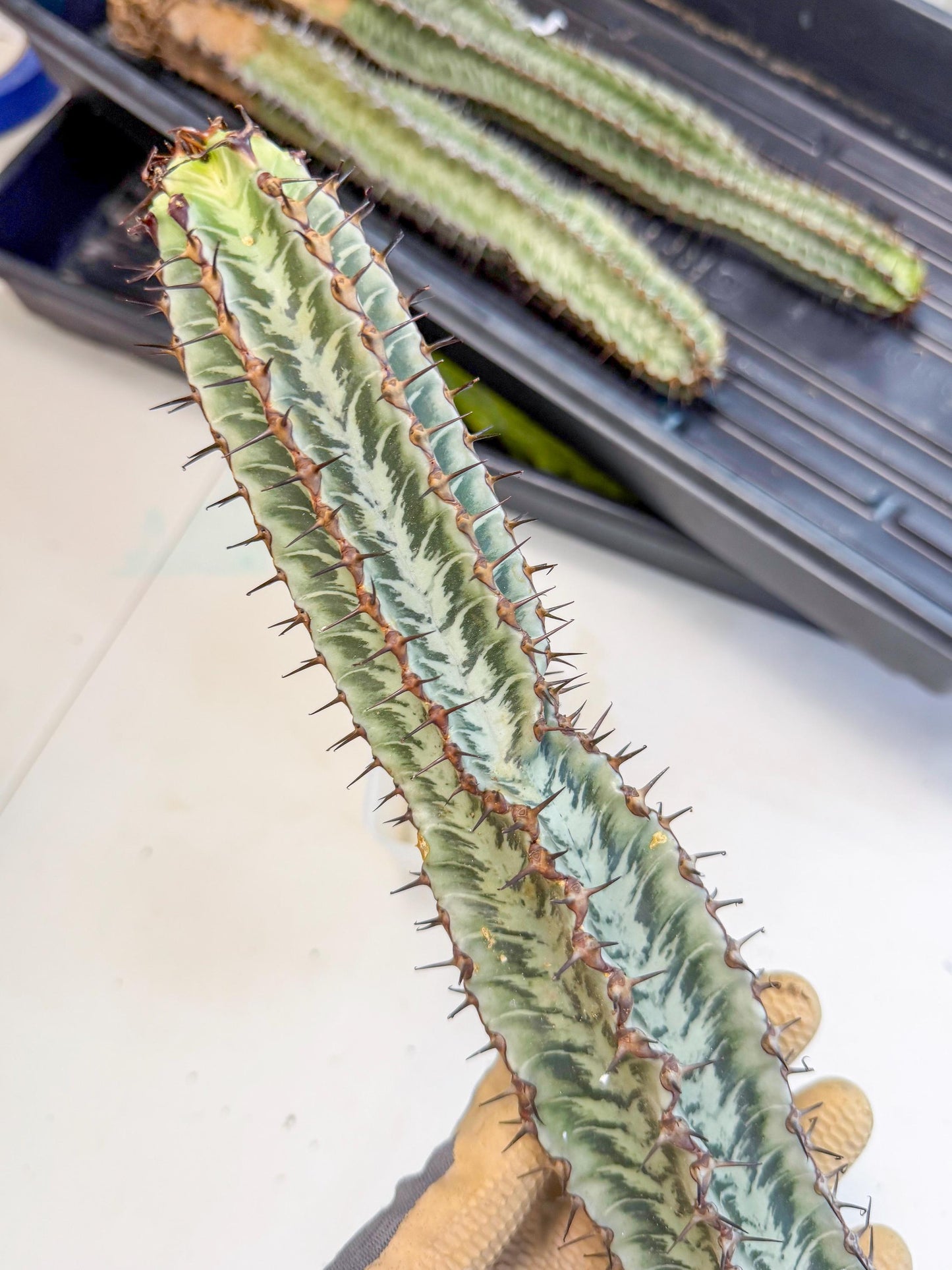 Euphorb Confinalis ssp. Rhodesia (bb) | Rare Succulent